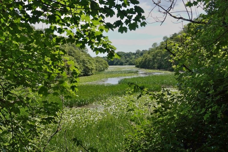 Das weite, teilweise von Schilf überwachsende Seengebiet ist von tausenden Seerosen bedeckt. Ein Wanderweg führt am See entlang und über kleine Holzbrücken wieder zurück. Das Ganze sieht aus wie eine verwunschene Moorlandschaft