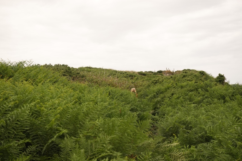 Mannshoher Farn auf dem Coastpath bei Morfa Nefyn. Man kann eben noch den Kopf der Autorin sehen.