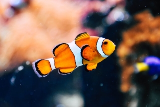 einzelner Clownfisch