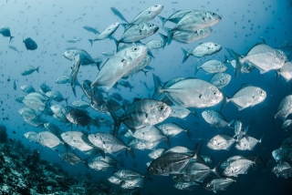mehrere Fische